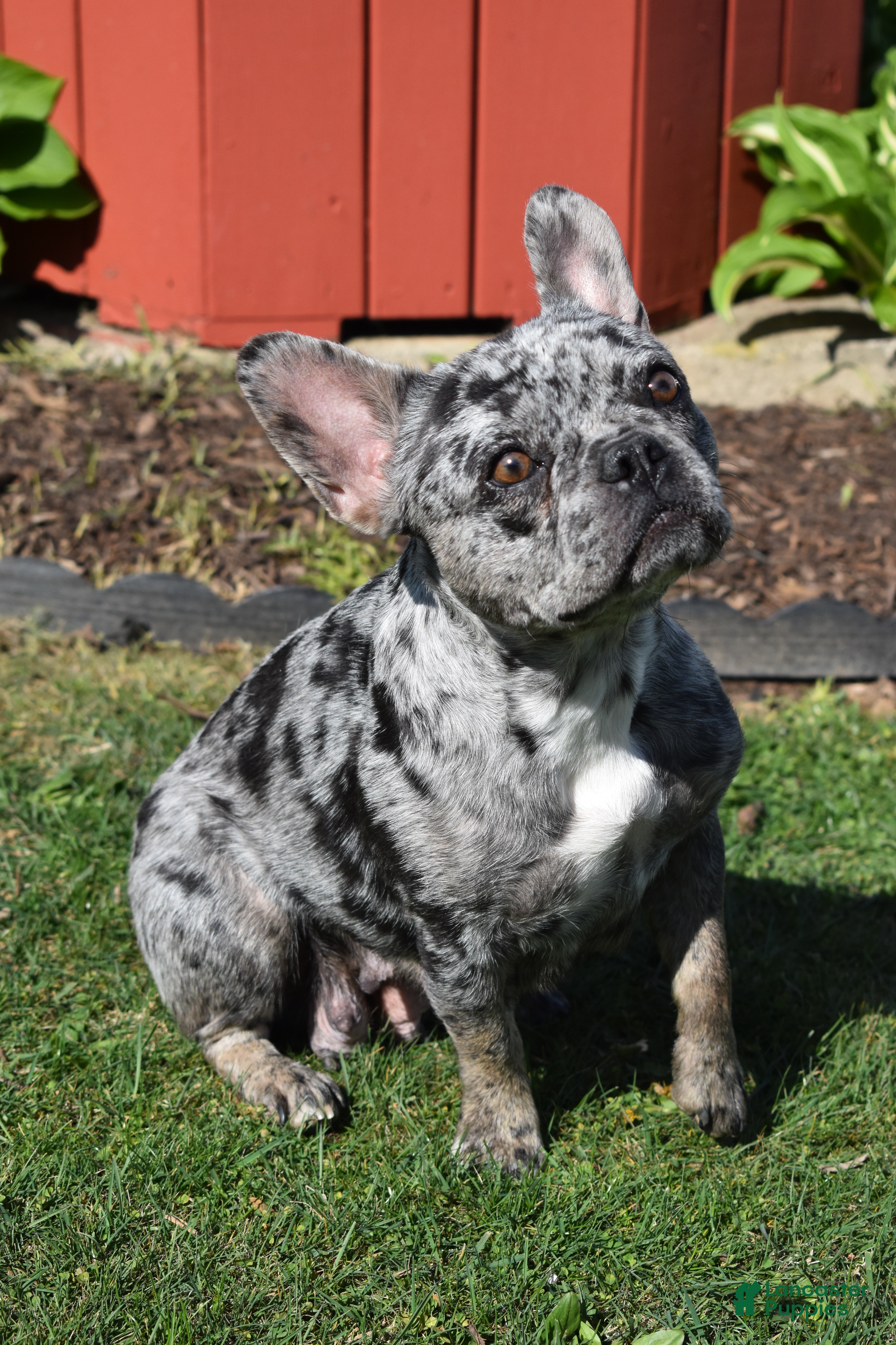 French Bulldog dogs French Bulldog Puppy 3 - Ad 2