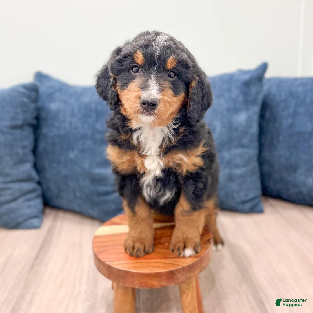Mini Bernedoodle dogs for sale: Benson - Ad 2