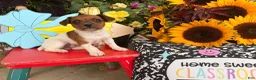 Jack Russell Terrier dogs for sale: Beauty - Ad 6
