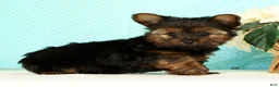 Yorkshire Terrier dogs for sale: Benji - Ad 4