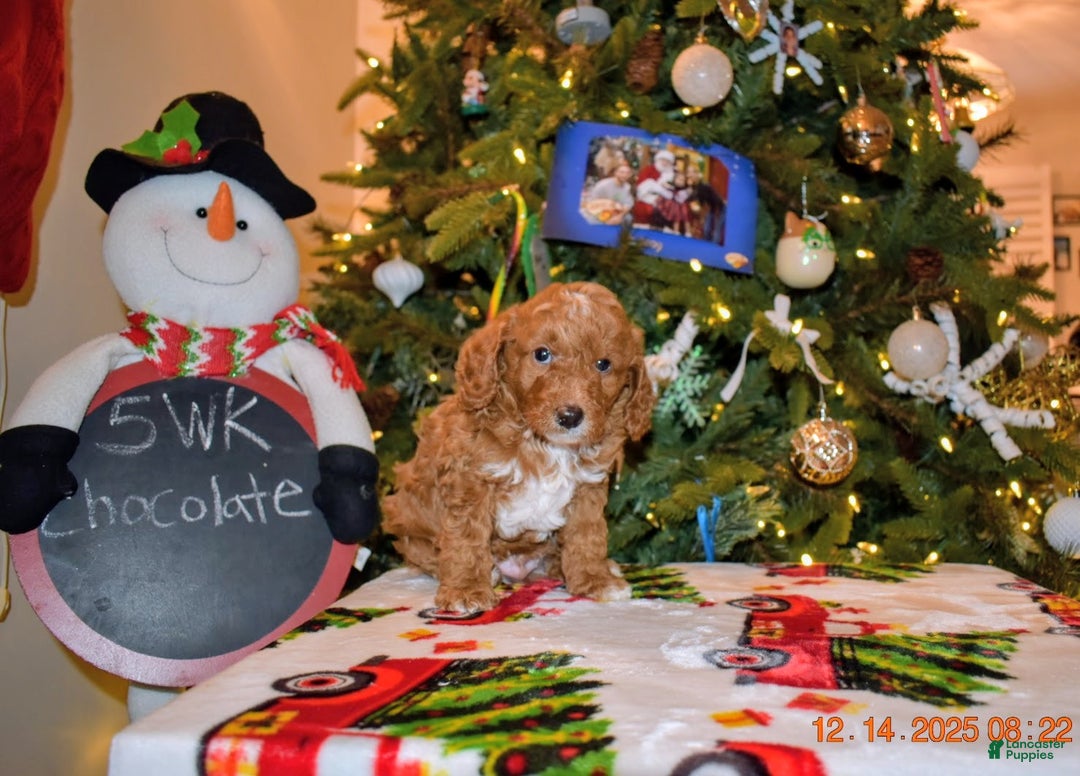 Cavapoo dogs for sale: Chocolate  - Ad 7