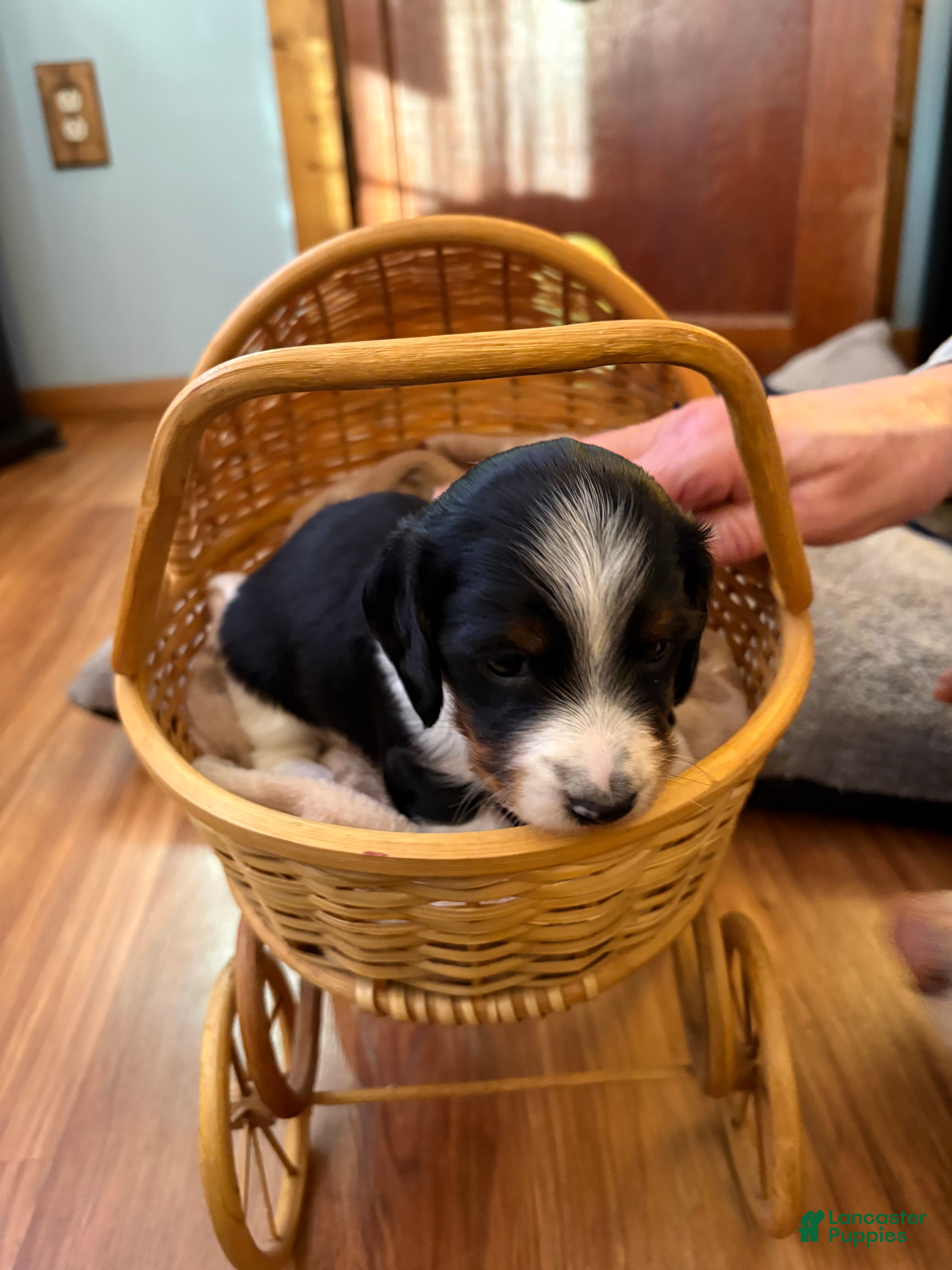 Miniature Dachshund dogs for sale: Wyatt - Ad 1