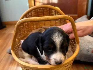 Miniature Dachshund dogs Wyatt - Ad 3