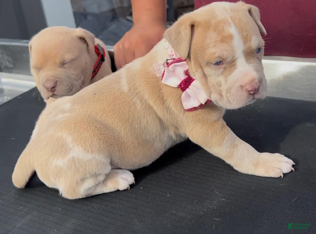 American Bully dogs for sale: Bella - Ad 1