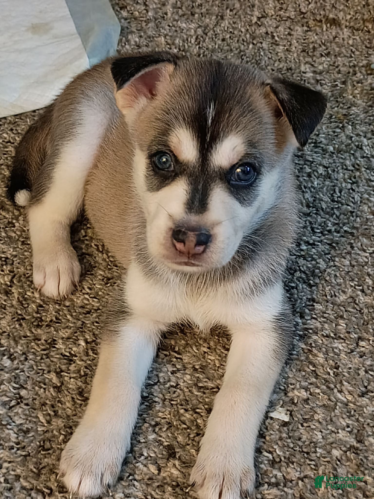 Mixed Breed dogs for sale: Mixed Breed 4 - Ad 3