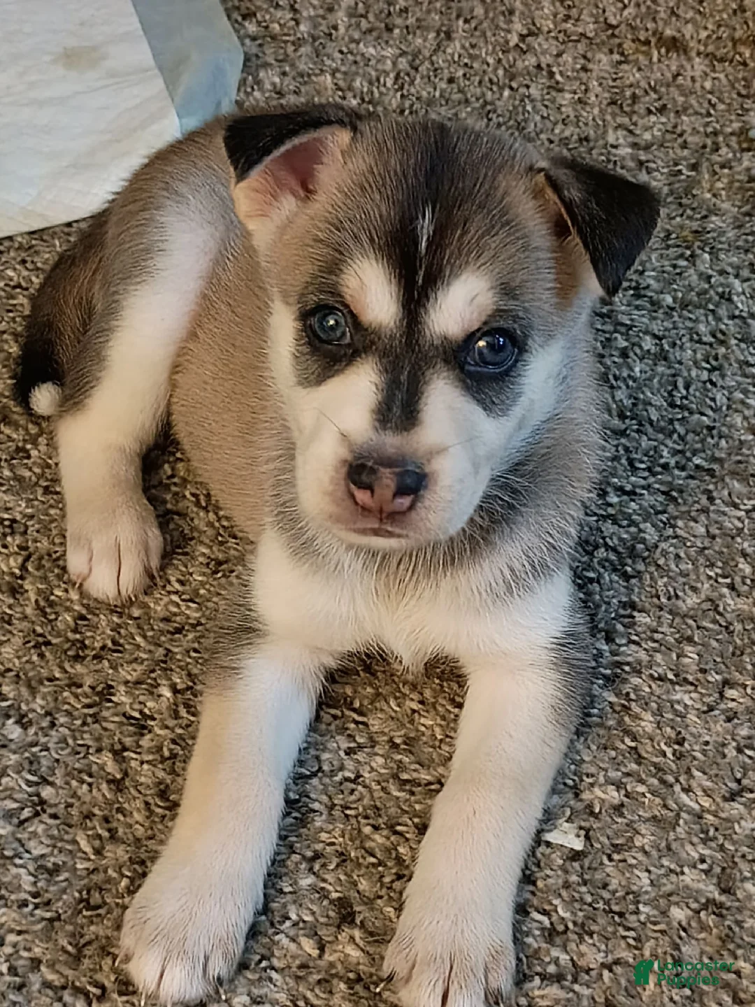 Mixed Breed dogs for sale: Mixed Breed 4 - Ad 1