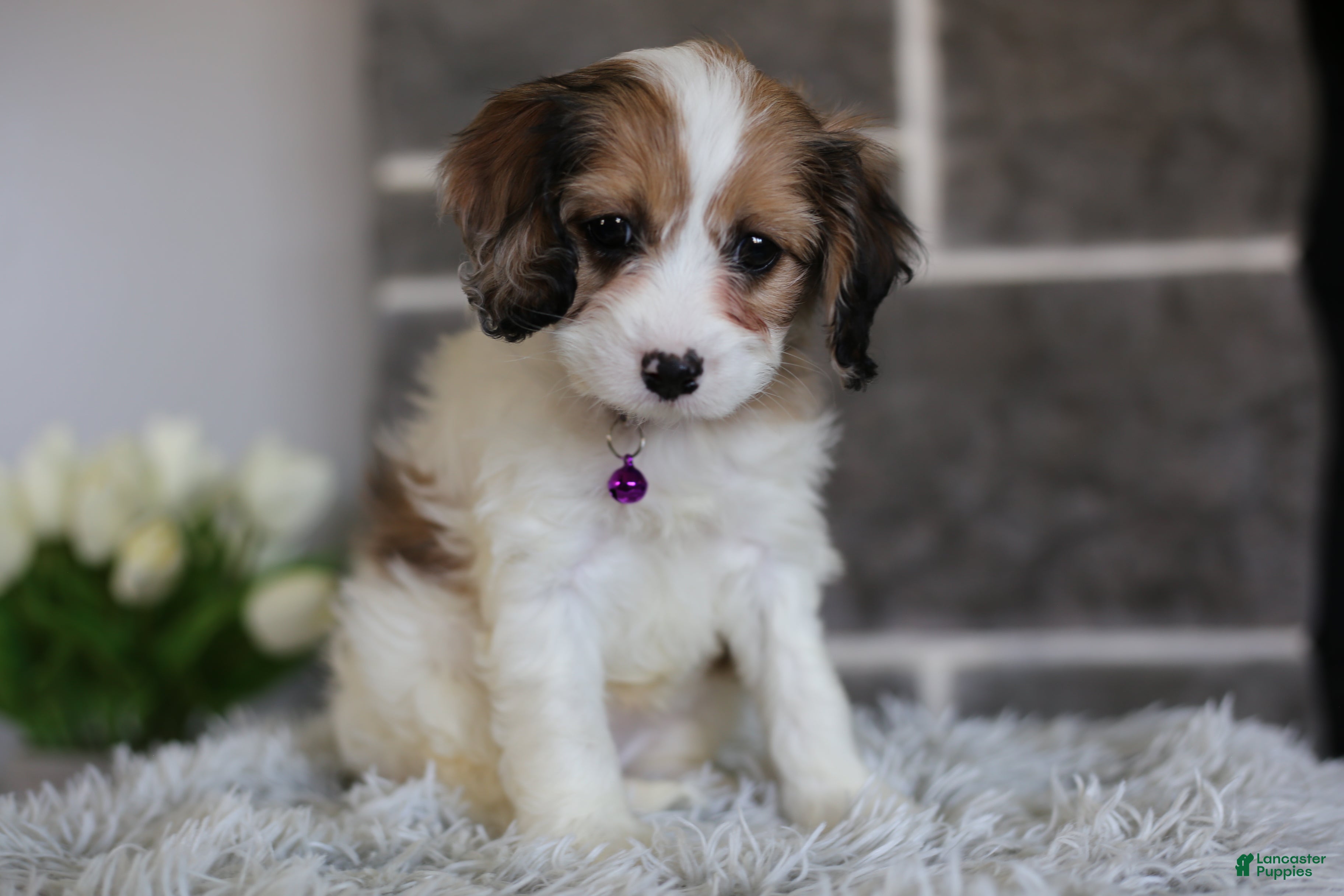 Cavapoo dogs Lucy - Ad 2