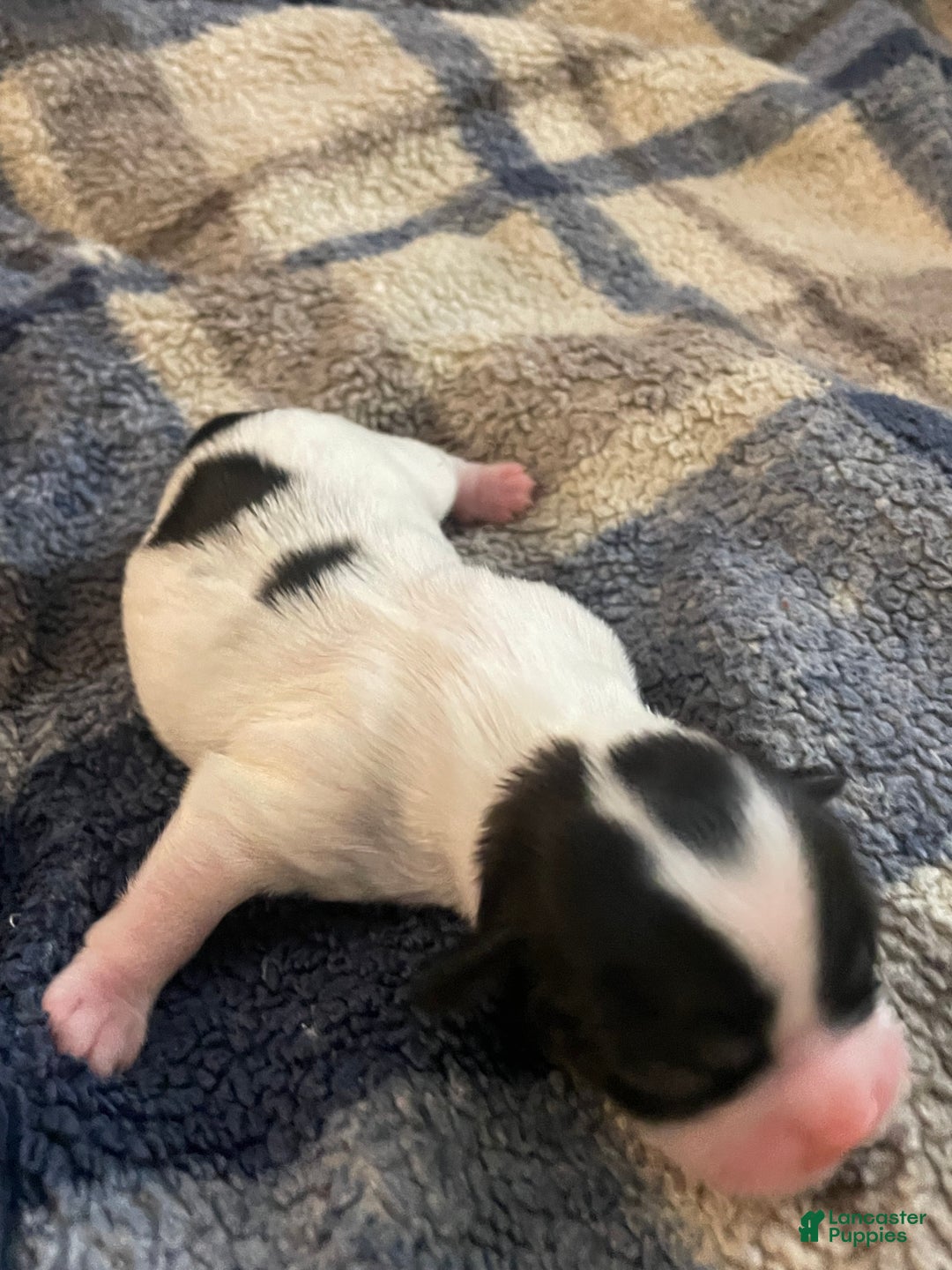 Mixed Breed dogs for sale: Lola - Ad 2