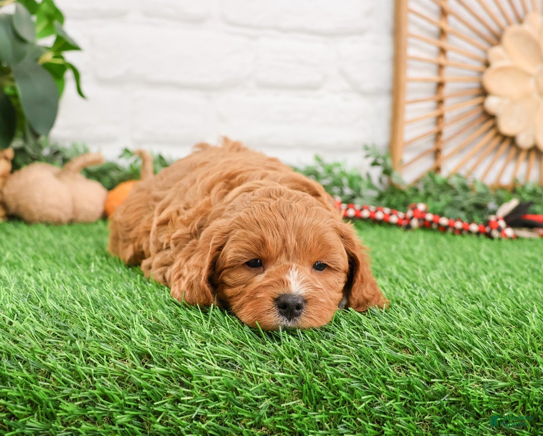 Cavapoo dogs for sale: Gideon  - Ad 4