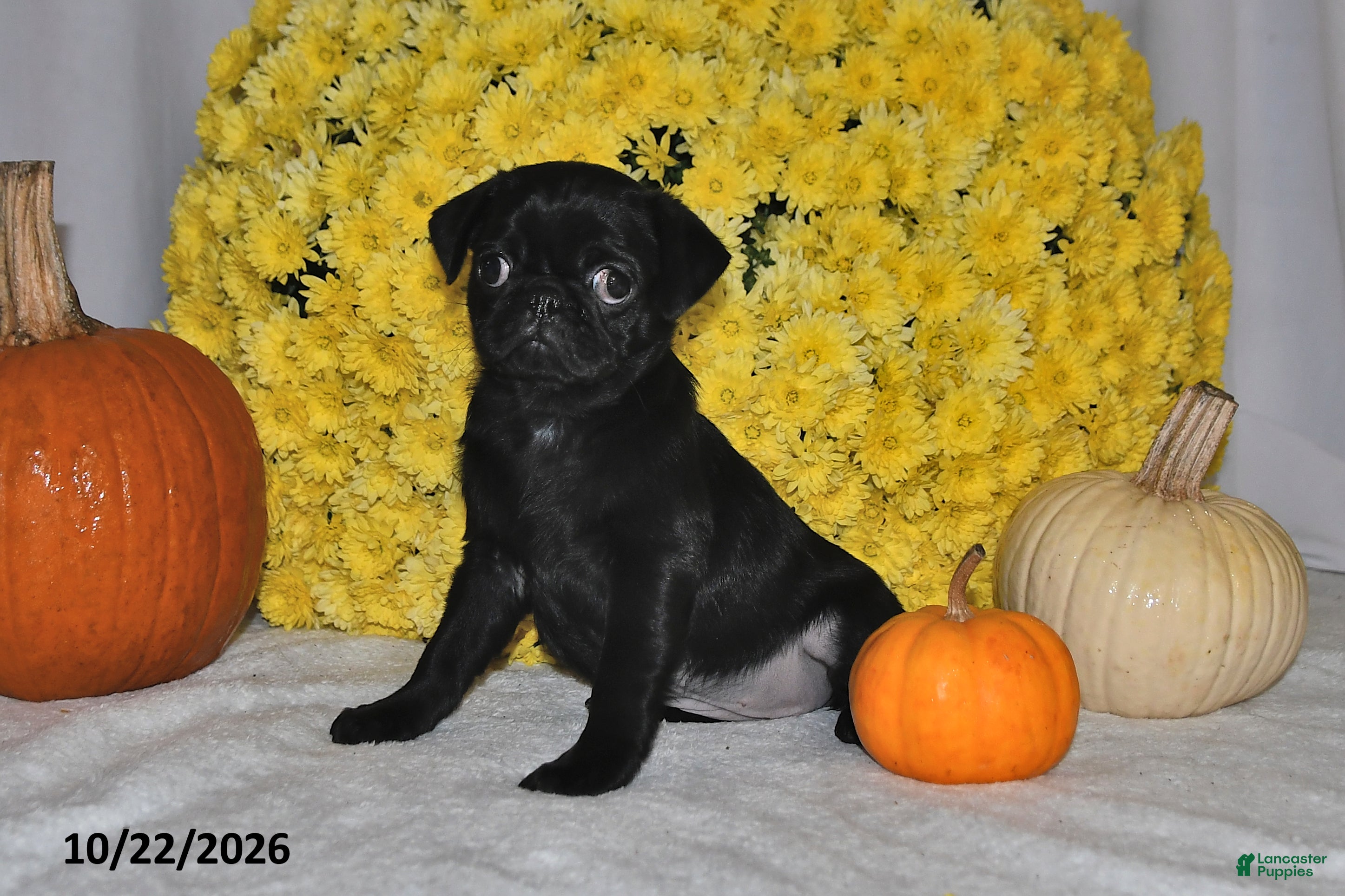 Pug dogs for sale: Shelly - Ad 1