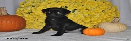 Pug dogs for sale: Shelly - Ad 1