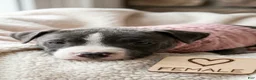 American Pit Bull Terrier dogs for sale: American Pit Bull Terrier 3 - Ad 16