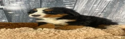 Bernese Mountain Dog dogs for sale: Maverick - Ad 6