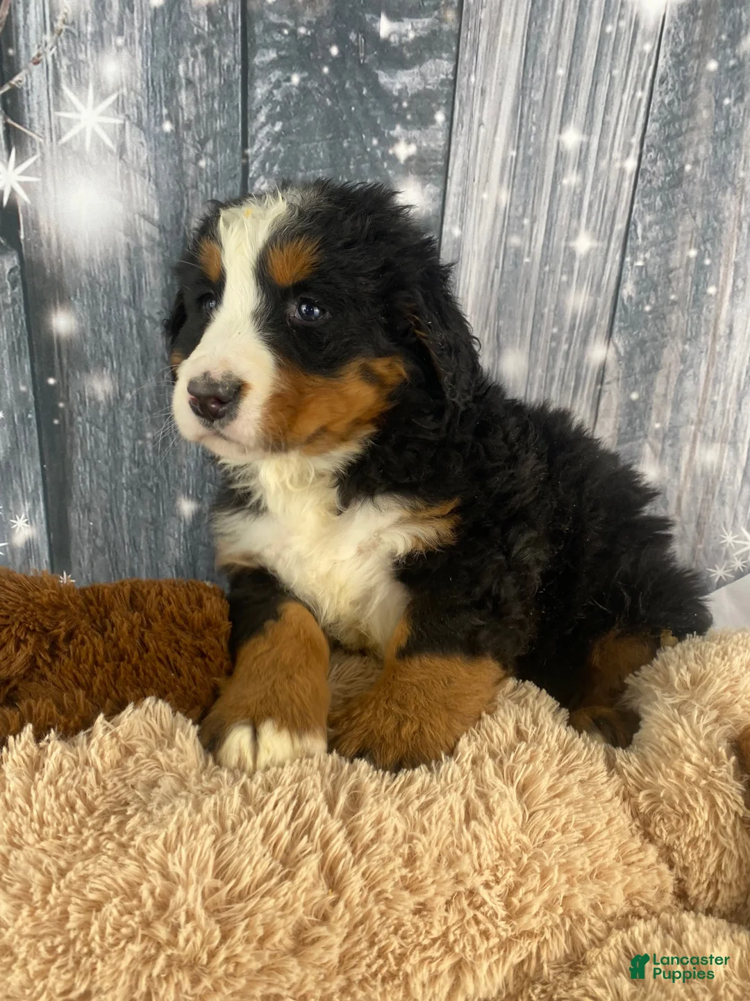 Bernese Mountain Dog dogs for sale: Maverick - Ad 6