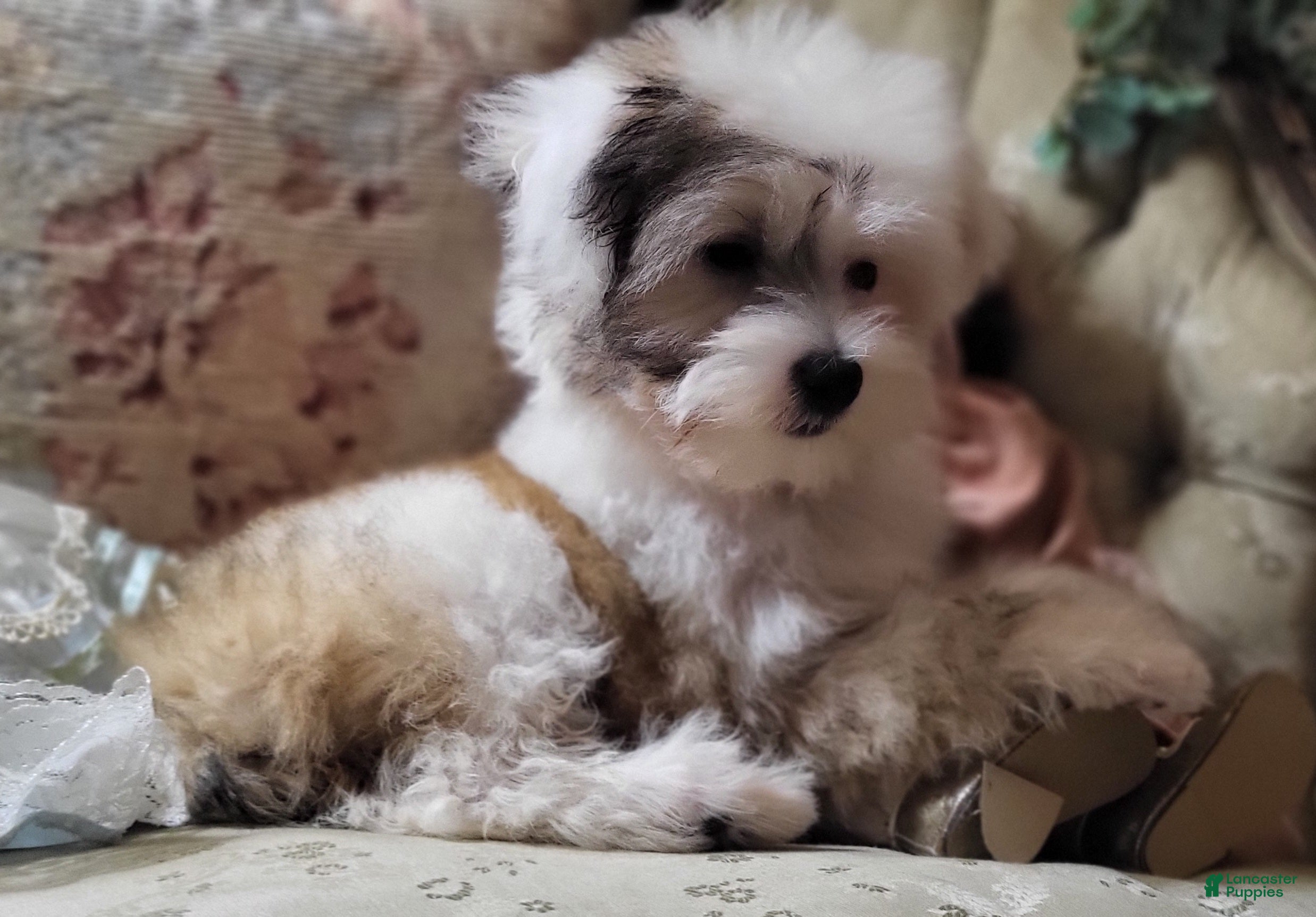 Dog Breeds Baby Chinese Crested Dog 5+ Hundred Chinese Crested