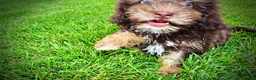 Havapoo dogs for sale: Frisky - Ad 13