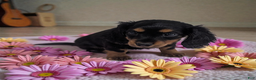 Miniature Dachshund dogs for sale: Delilah - Ad 3