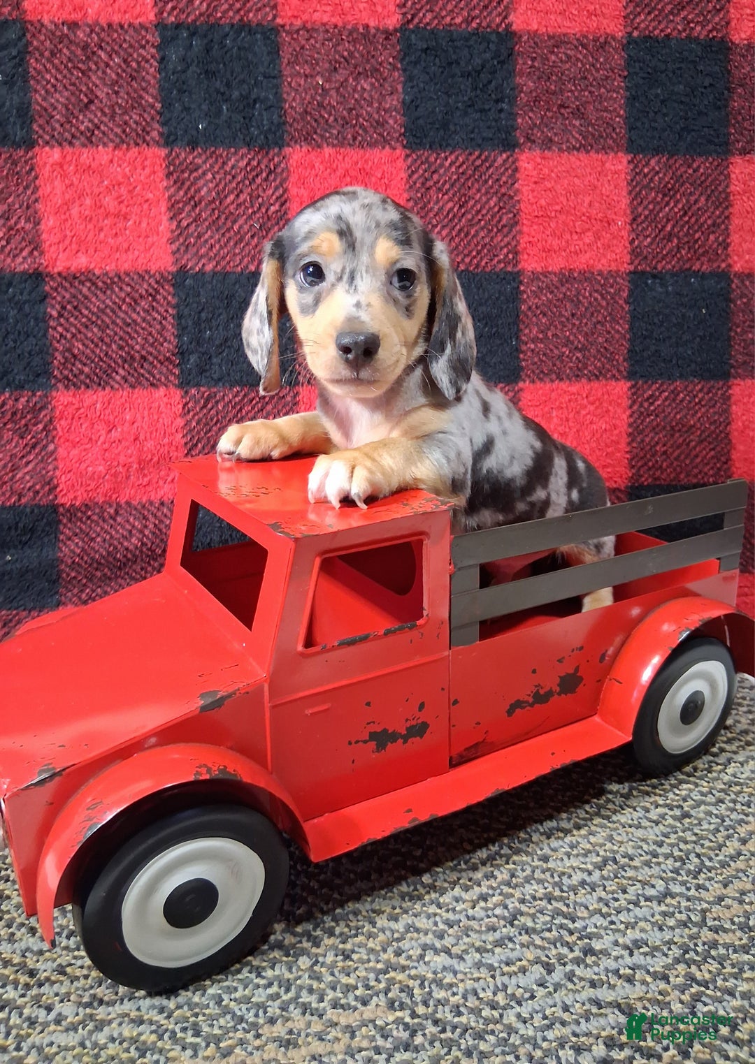 Miniature Dachshund dogs for sale: Rudolph - Ad 6