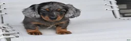 Miniature Dachshund dogs for sale: AKC Pearl - Ad 6