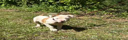 American Bulldog dogs for sale: Boss - Ad 3
