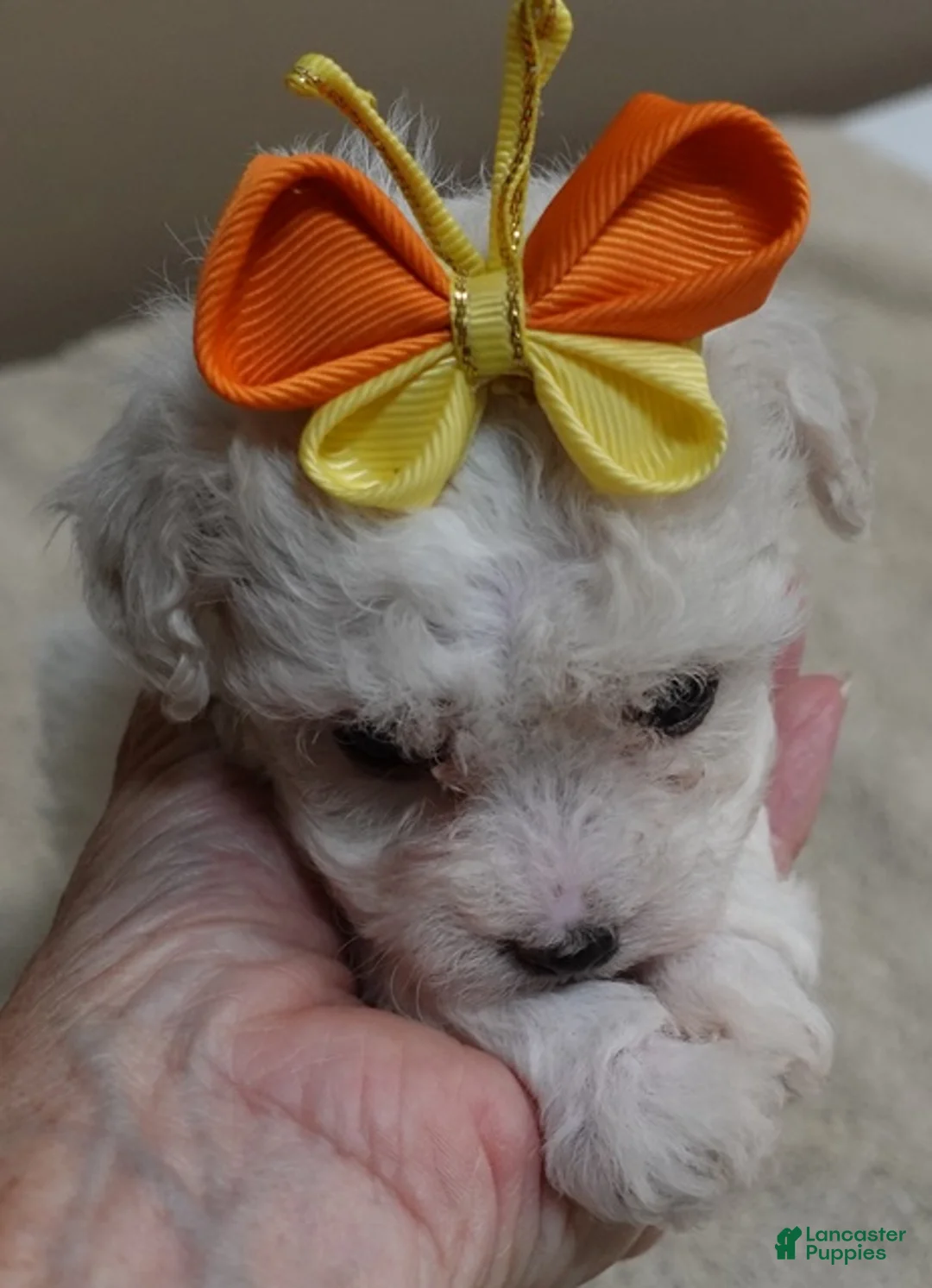 Maltipoo dogs for sale: TEACUP Maddie - Ad 1