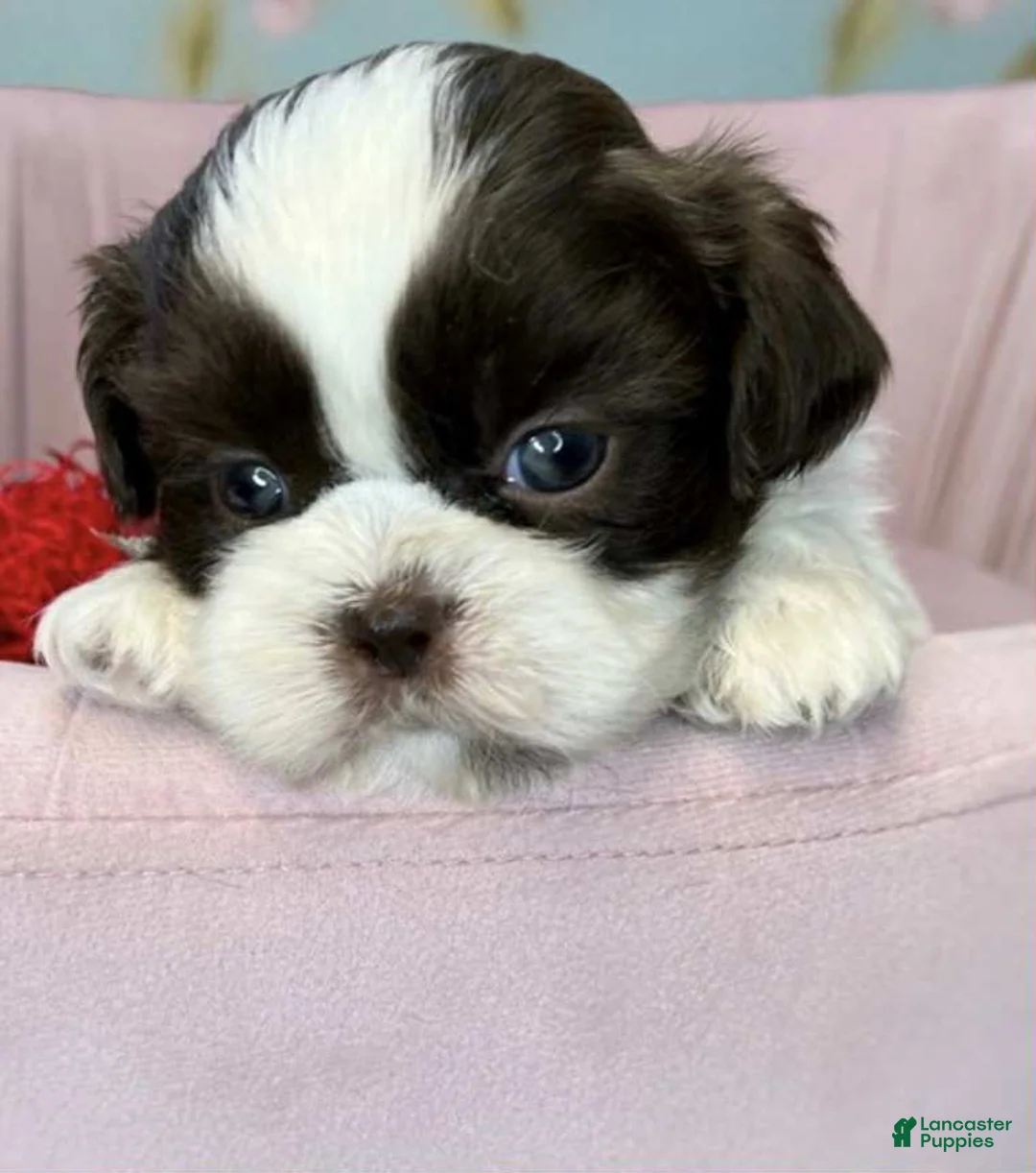 Shih Tzu dogs for sale: Blue - Ad 1