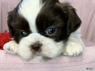 Shih Tzu dogs Blue - Ad 15
