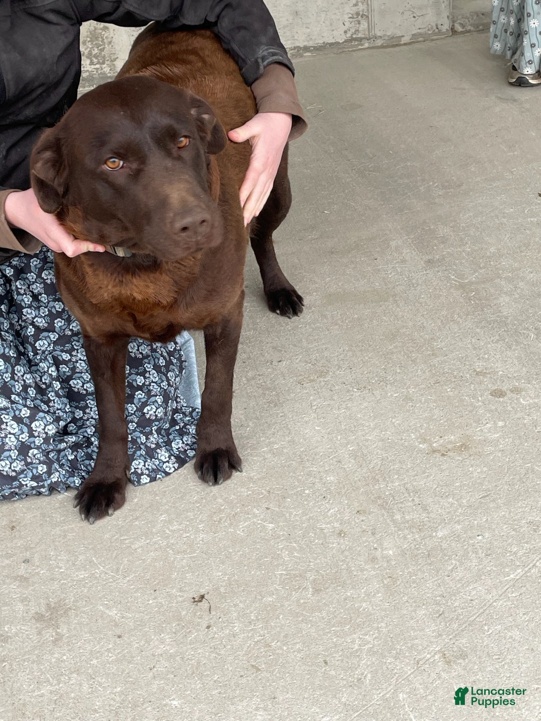 Labrador Retriever dogs for sale: Margie - Ad 4