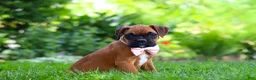 Boxer dogs for sale: Lily - Ad 4