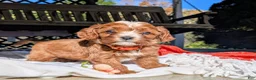 Cavapoo dogs for sale: SKYE - Ad 6