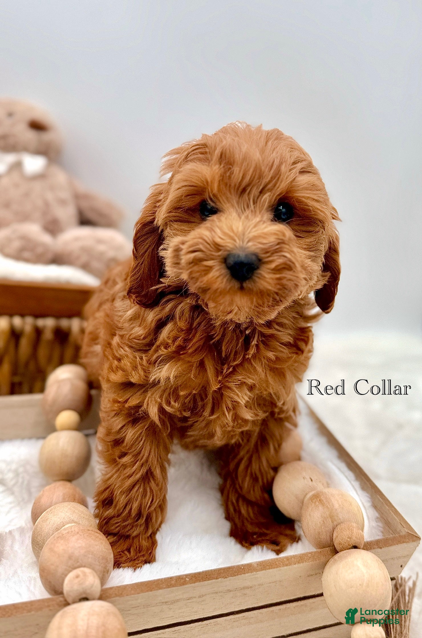 Mini Goldendoodle dogs Mini Goldendoodle 6 - Ad 8