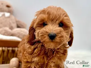 Mini Goldendoodle dogs Mini Goldendoodle 6 - Ad 8