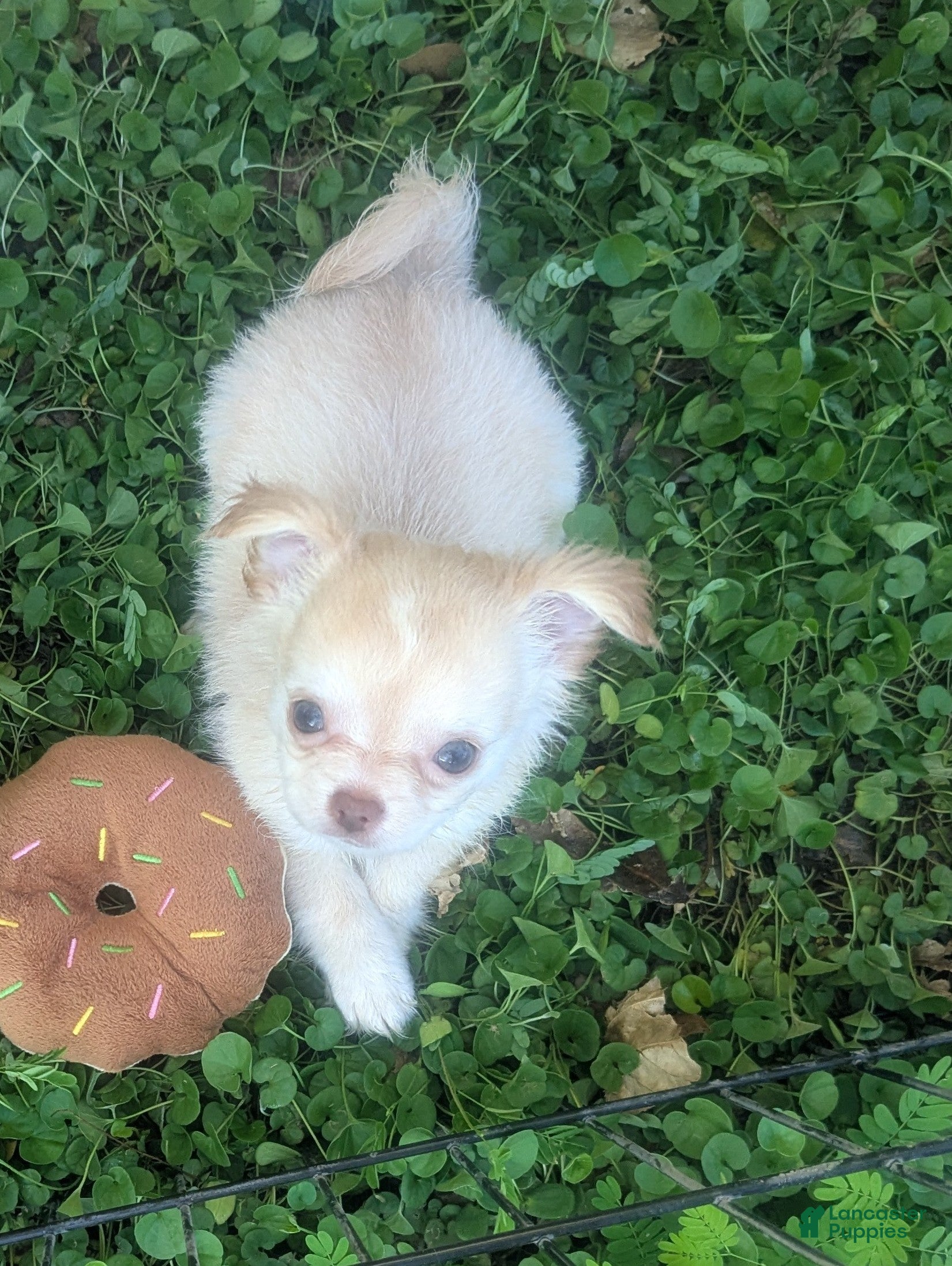 Chihuahua dogs Cherry LC Female  - Ad 28