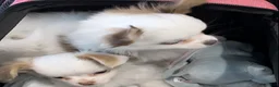 Chihuahua dogs for sale: Fancy - Female White and Cream Long Haired Chihuahua Puppy - Ad 6