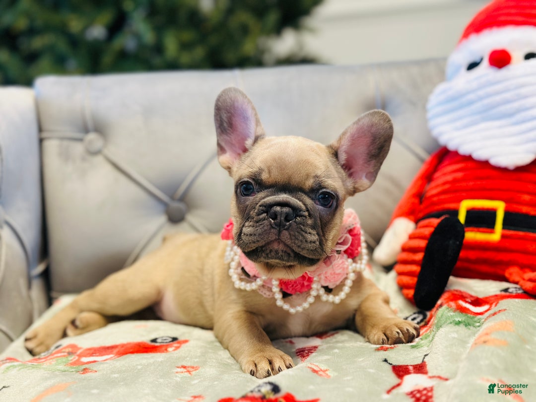 French Bulldog dogs for sale: Lily - Ad 4