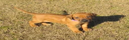 Rhodesian Ridgeback dogs for sale: Rhodesian Ridgeback Puppy 4 - Ad 1