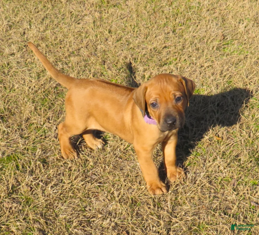Rhodesian Ridgeback dogs for sale: Rhodesian Ridgeback Puppy 4 - Ad 1