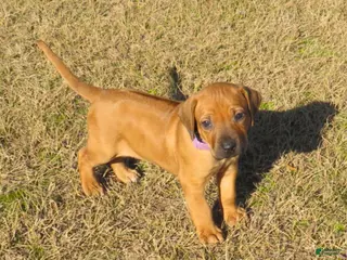 Rhodesian Ridgeback dogs Rhodesian Ridgeback Puppy 4 - Ad 4