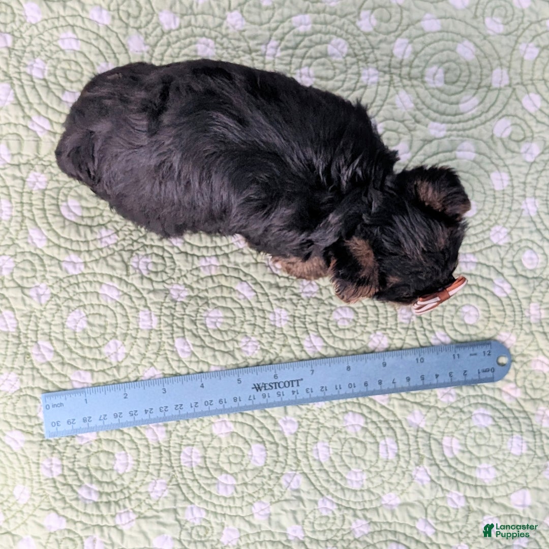 Yorkshire Terrier dogs for sale: Gingersnap - Ad 8