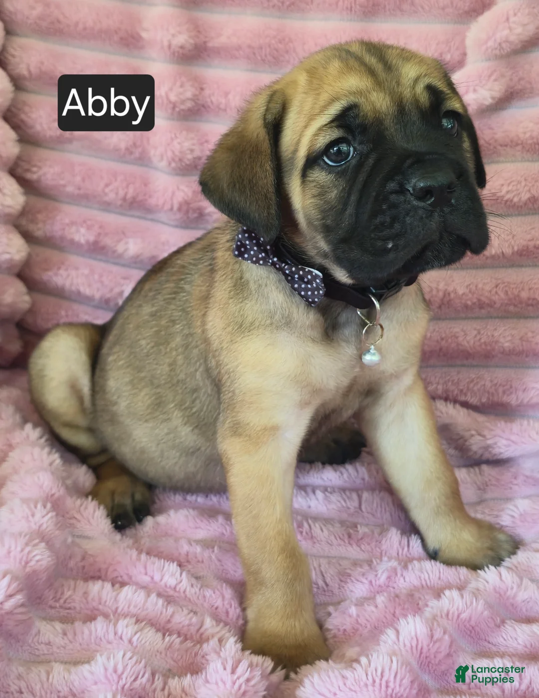 Cane Corso dogs for sale: Abby - Ad 2