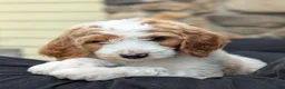 Goldendoodle dogs for sale: Willow - Ad 4