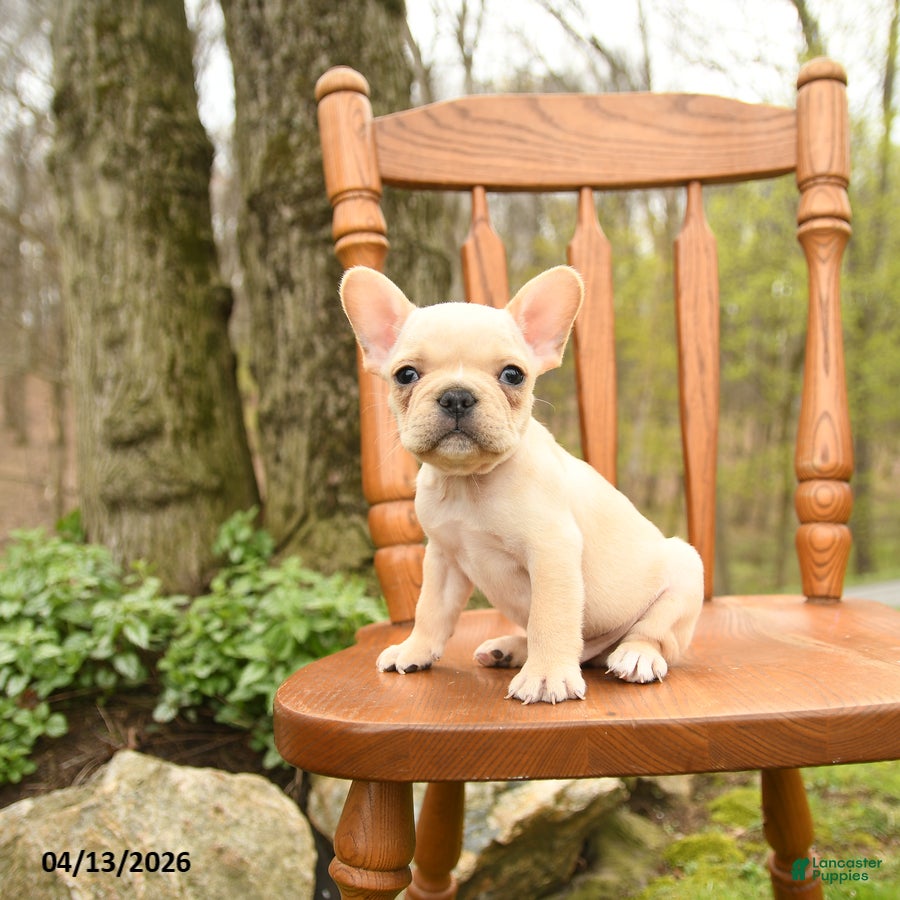 French Bulldog dogs Dwayne - Ad 1