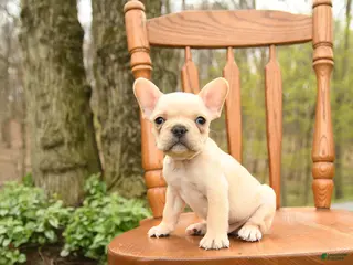French Bulldog dogs for sale: Dwayne - Ad 2