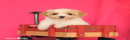 Maltipoo dogs for sale: Ocean - Ad 3