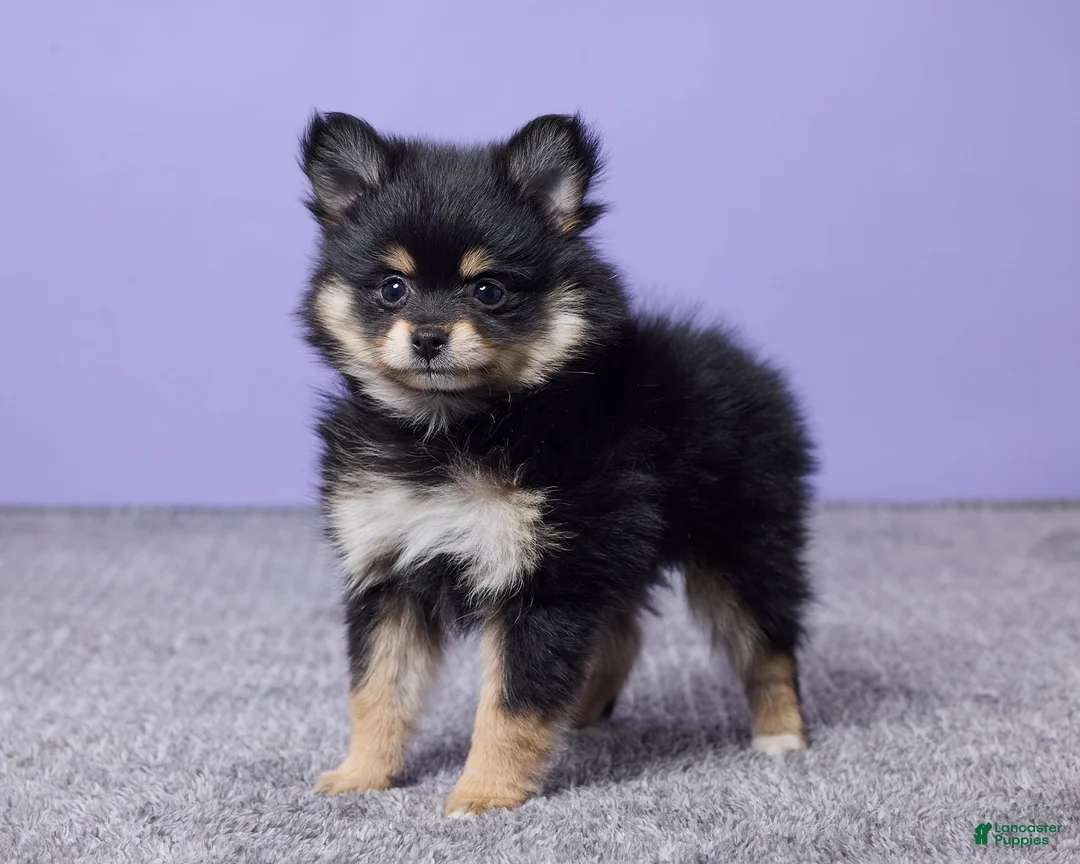 Pomeranian dogs for sale: Kayla - Ad 5