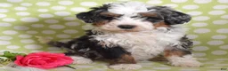 Bernedoodle dogs for sale: Gordon  - Ad 1