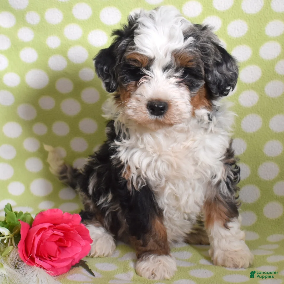 Bernedoodle dogs for sale: Gordon  - Ad 1