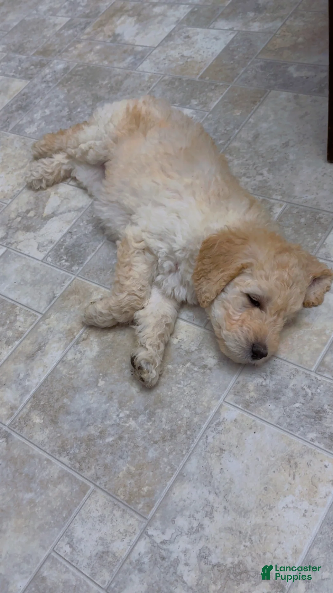 Goldendoodle dogs for sale: Goldendoodle Orange Puppy - Ad 1