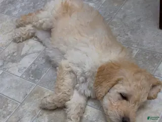 Goldendoodle dogs for sale: Goldendoodle Orange Puppy - Ad 2