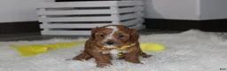Cockapoo dogs for sale: Freddy  - Ad 5